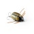Воблер IMAGO LURES MAYBUG 3F Flow, 2,5гр. Воблер IMAGO LURES MAYBUG 3F Flow, 2,5гр.