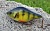 Воблер HEGEMON Pikebait 10,5 Perch Yellow