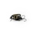 Воблер IMAGO LURES MAYBUG 2.5F Dive, 1,4гр.